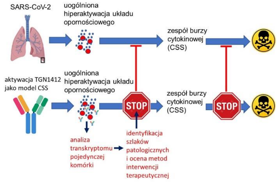 : Stymulacja TGN1412 jako model badania mechanizmów zespołu burzy cytokinowej w COVID-19